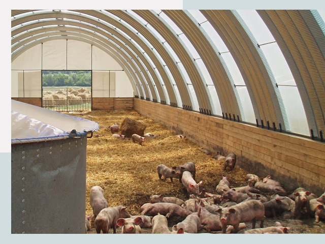 Строительство свинарников в Артёме