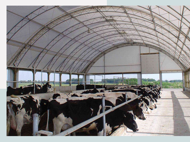 Тентовые коровники в Артёме